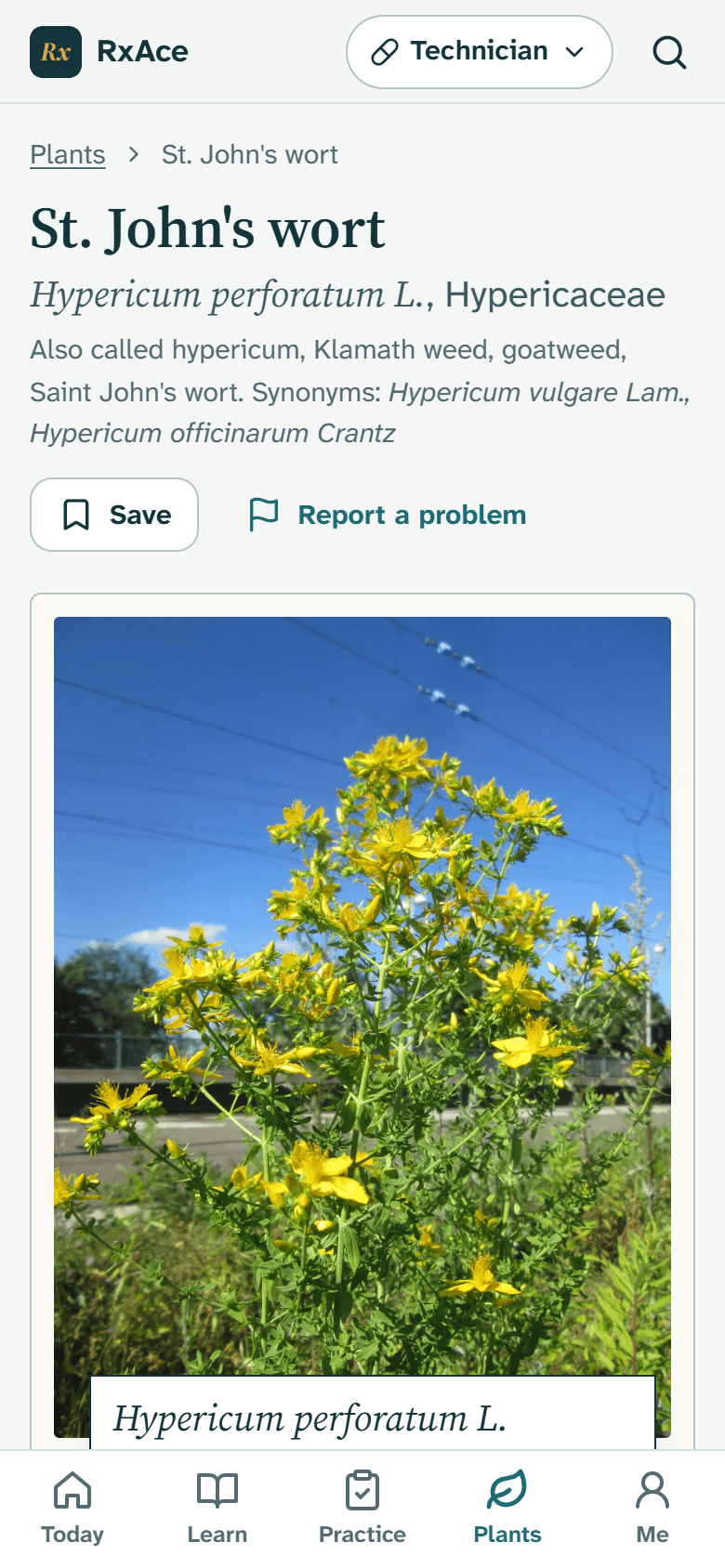 Plant page for St. John's wort with a credited photograph and graded evidence